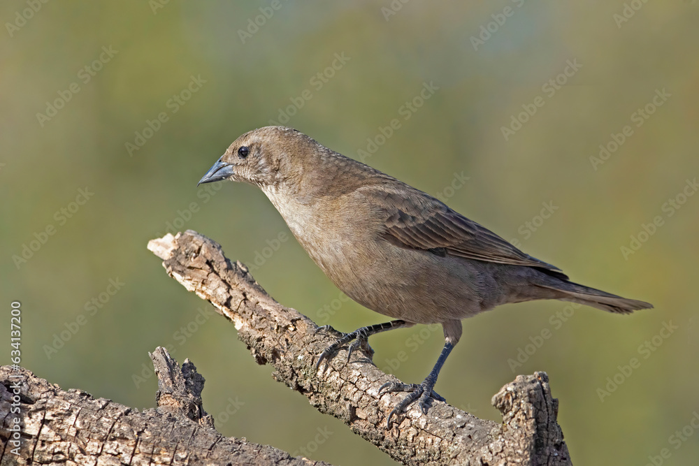 Fototapeta premium Tordo hembra