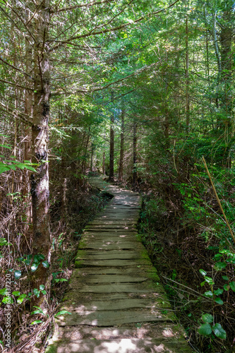 Primitive boardwalk through forest on Shi Shi Beach Trail in Olympic National Park, Washington on sunny summer afternoon.