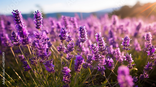 Field of lavender