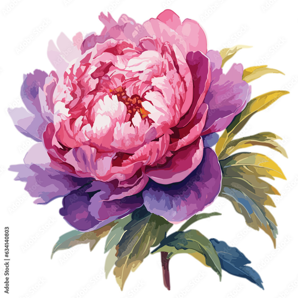 Peony, WaterColor , Illustration, PNG Peony, WaterColor , Illustration, PNG