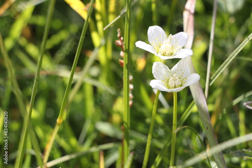 Parnassie des Marais