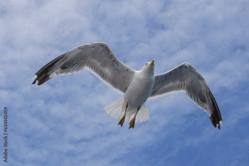 Flying seagulls against the sky over the Adriatic Flying seagulls against the sky over the Adriatic
