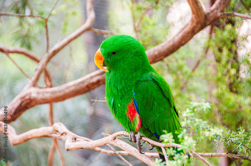 Male Eclectus Parrot Closeup