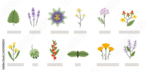 Remedies for sleep and relaxation. Medicinal herbs: lavender, chamomile, valerian, passionflower, ashwagandha, holy basil, wild lettuce, hops, lemon balm, california poppy isolated on white background