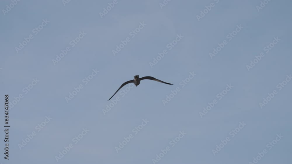 Slow motion handheld shot of seagull flying over mediterranean Slow motion handheld shot of seagull flying over mediterranean
