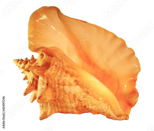 Queen Conch or Pink Conch (Strombus Gigas) seashell from the Caribbean Sea on a transparent background photo