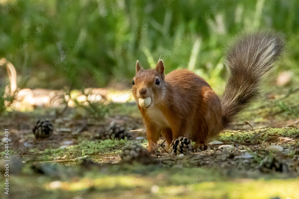 Cute little scottish red squirrel on the woodland floor with a monkey nut to eat with natural forest woodland
