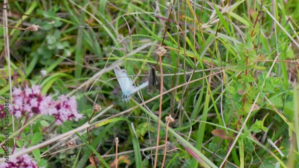 Chalkhill Blue Butterfly Attempting to Mate by Chasing Female Chalkhill Blue Butterfly Attempting to Mate by Chasing Female