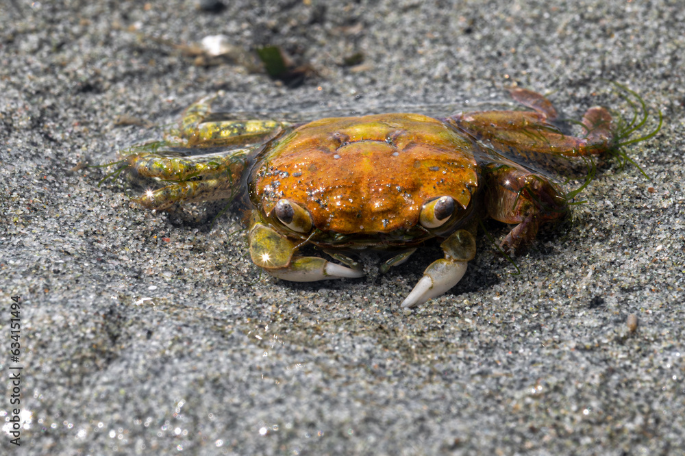 Mud-flat Crab (Hemigrapsus oregonensis) on a Vancouver Island Beach Mud-flat Crab (Hemigrapsus oregonensis) on a Vancouver Island Beach