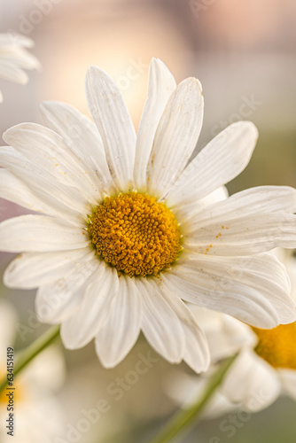 Macro of white Chamomile or camomile flower on blurred natural background. Herbal medicine  organic cosmetics  Copy space for visual product display  mock up