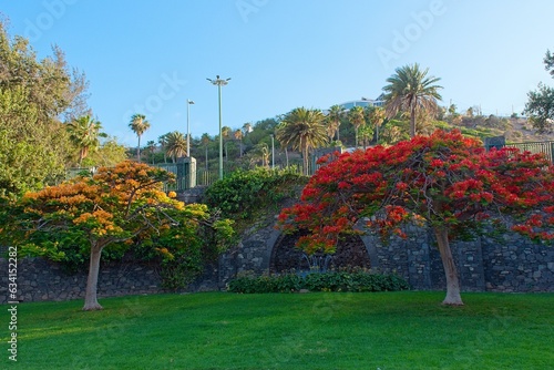 Blooming colorful Flamboyant tree (Royal poinciana) at Doramas Park (Parque Doramas), in Las Palmas de Gran Canaria, Spain photo