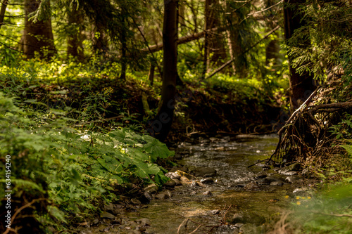 stream in the forest