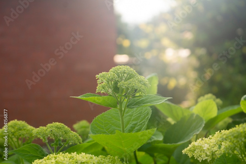 Growing flowers of hydrangea in a park garden in summer