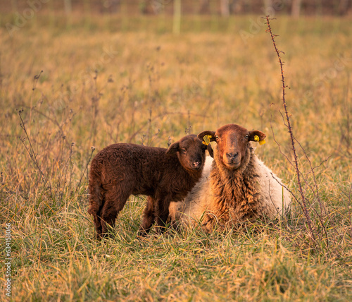 Baby sheep on the field with mother
