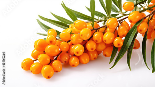 Sea buckthorn isolated on a white background.