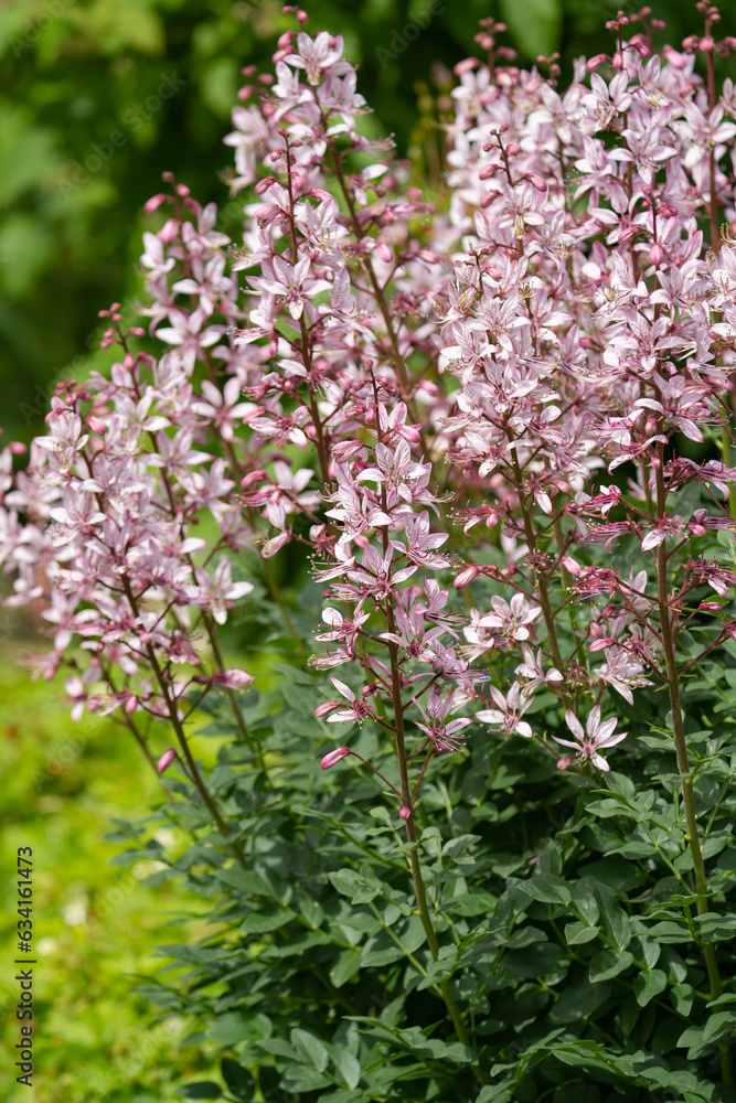 blooming burning bush with purple flowers on a background of greenery blooming burning bush with purple flowers on a background of greenery