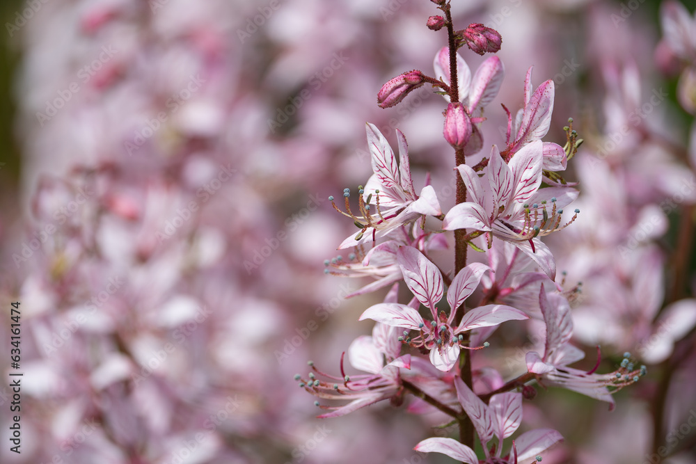 blooming burning bush with purple flowers on a background of greenery blooming burning bush with purple flowers on a background of greenery