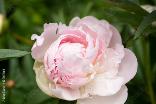Pink peony flower in a garden for a postcard