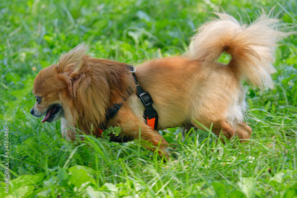 Close-up photo of an adorable Pomeranian (often known as a Pom) walking in the park
