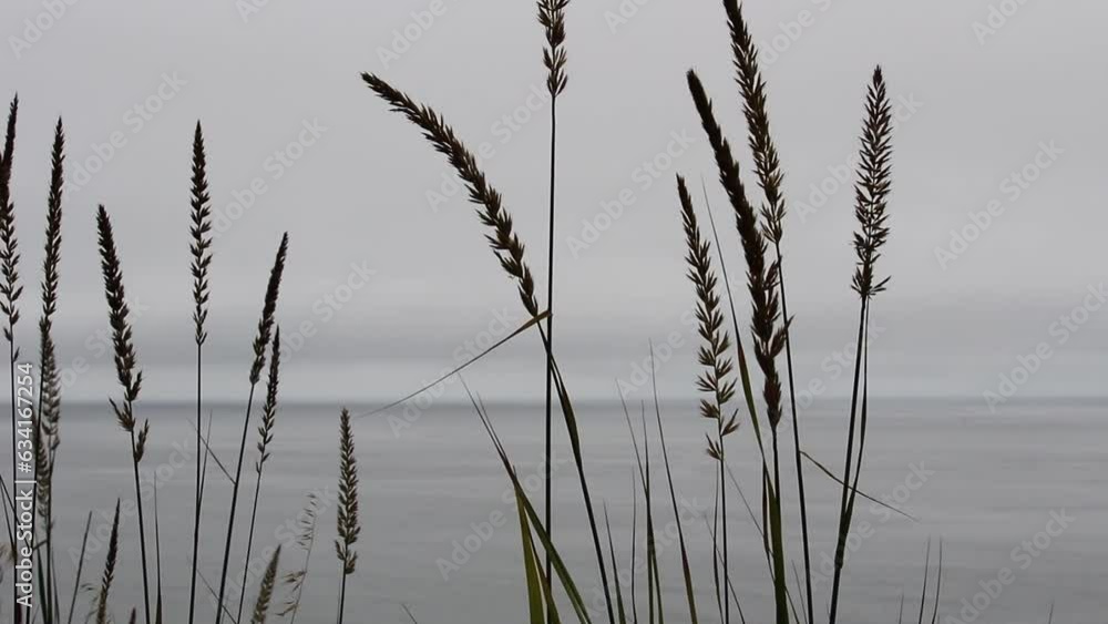 Close Shot Of Plants Moving In Gentle Breeze With Overcast Sky And Ocean In Background Northern California
Close Shot Of Plants Moving In Gentle Breeze With Overcast Sky And Ocean In Background Northern California
