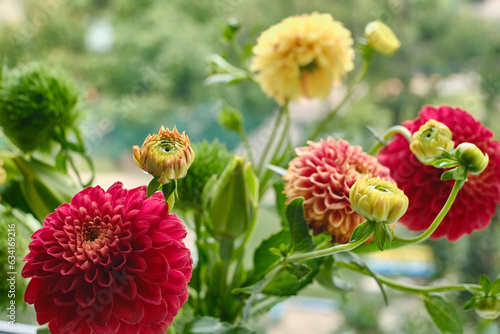 Beautiful dahlias on a light background. Top view, copy space and message space. Background for mother's day. Bright flowers and gardening concept
