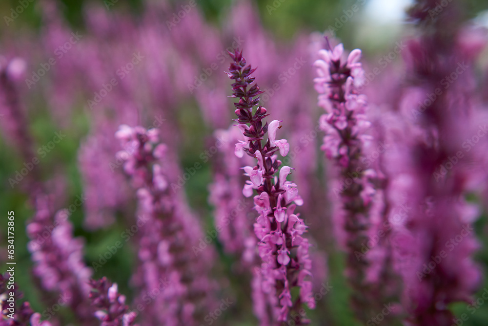 A field of blooming pink woodland sage. Blurred background. Space for text. A field of blooming pink woodland sage. Blurred background. Space for text.