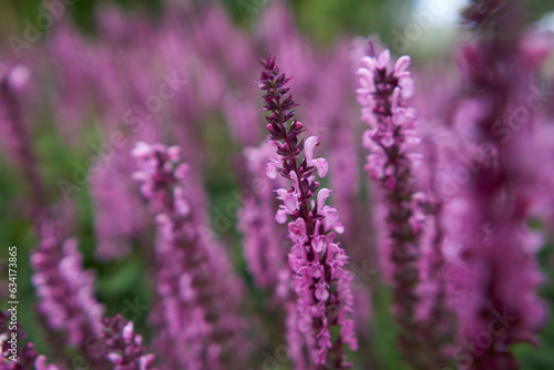A field of blooming pink woodland sage. Blurred background. Space for text.