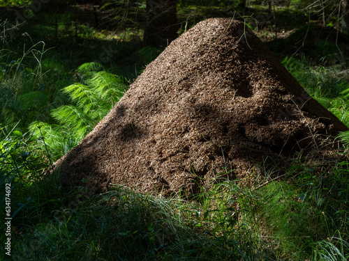 the big anthill - Red wood ant (Formica rufa) in a forest