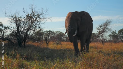 Big elephsnt is eating at the sunset