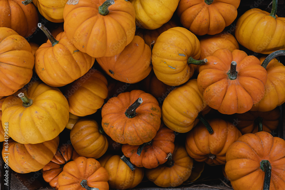 Pile of many harvested orange pumpkins at farmers market. Autumn fall seasonal background Pile of many harvested orange pumpkins at farmers market. Autumn fall seasonal background