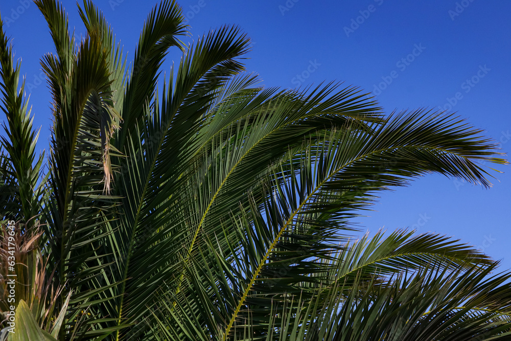 Palm tree on the beach in the town of Omis Palm tree on the beach in the town of Omis
