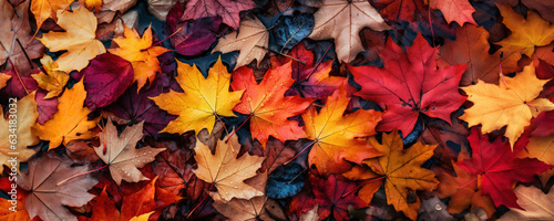 Multicolored fallen maple leaves on the ground, vibrant autumn panoramic background