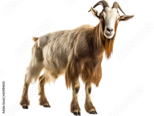 Alert Saanen Goat, no background