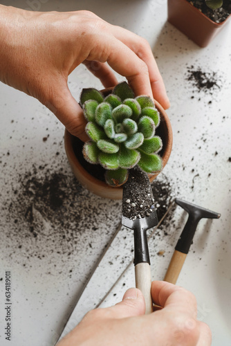 Woman hands planting green succulent in substrates with white pearlite granules. Home gardening, love of houseplants, freelance. Repotting or transplanting Echeveria