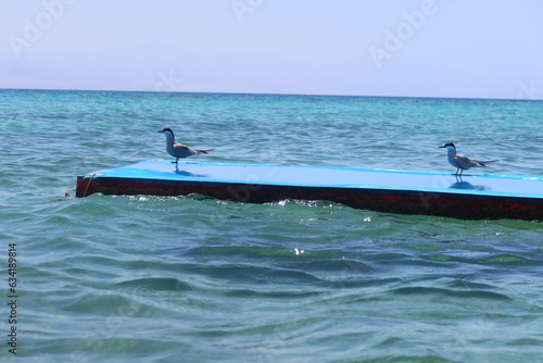 Sea birds sitting on a blue floating matt on the calm water of Ras Shitan in Nuweiba in Sinai in Egypt photo