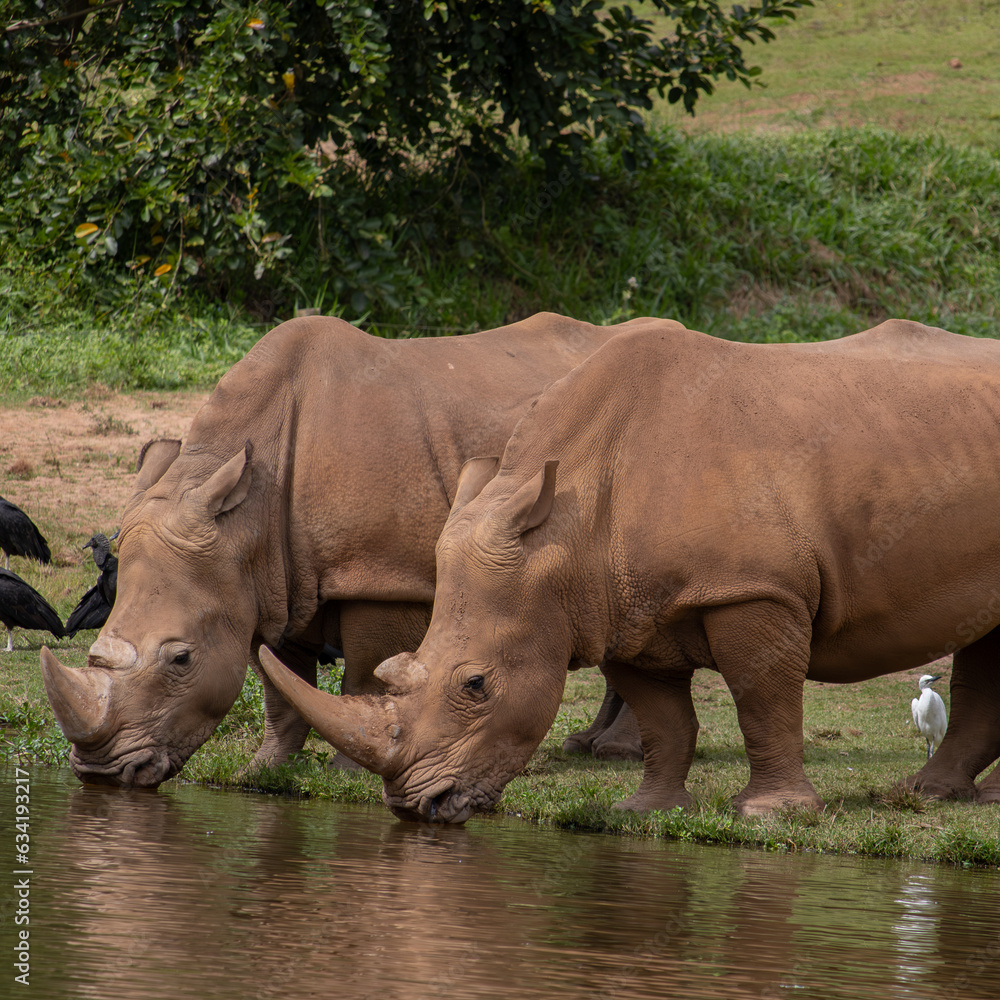 Obraz premium Rinocerontes zoo