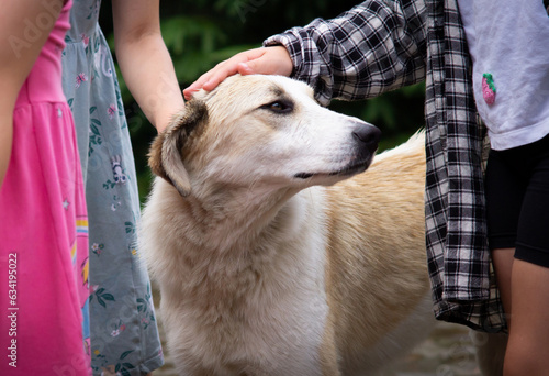 Kids hands tenderly stroking white dog. Home and stray homeless animals concept. Adopting animals photo