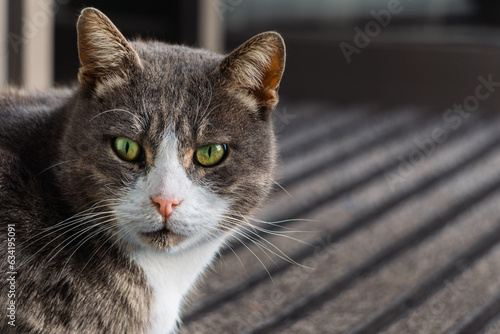 A gray stray cat with green eyes and a stern look. Isolated Close up animal portrait © AlpEren