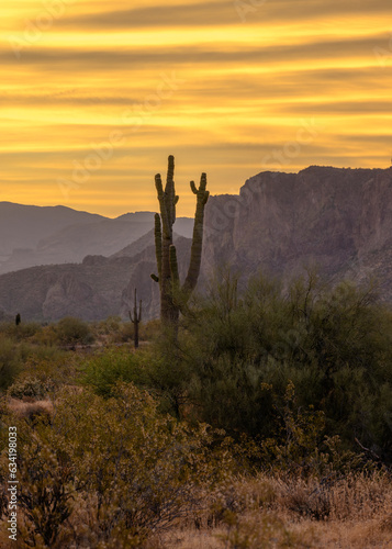 Landscape photograph of a Saguaro Cactus in the Tonto National Forest in Arizona.