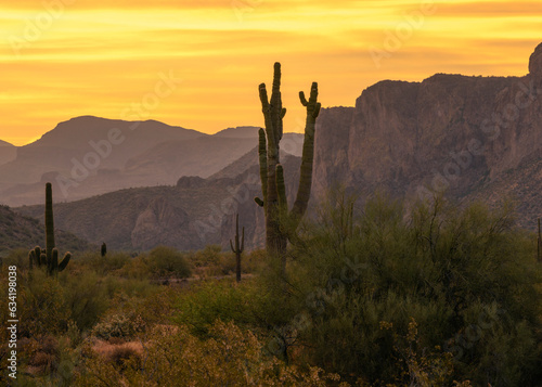 Landscape photograph of a Saguaro Cactus in the Tonto National Forest in Arizona.