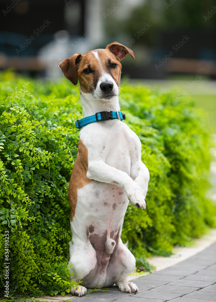 Dog breed jack russell terrier in a collar, obedience in the park Dog breed jack russell terrier in a collar, obedience in the park