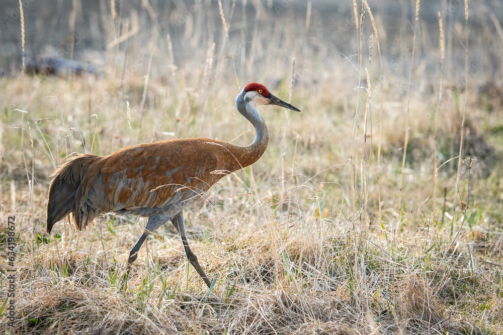 Obraz premium Sandhill Crane in Alaska