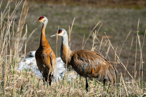 Sandhill Cranes in Alaska