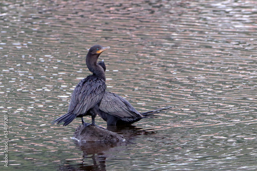 Neotropic Cormorant (Nannopterum brasilianum) perched on a rock in the middle of a pond photo