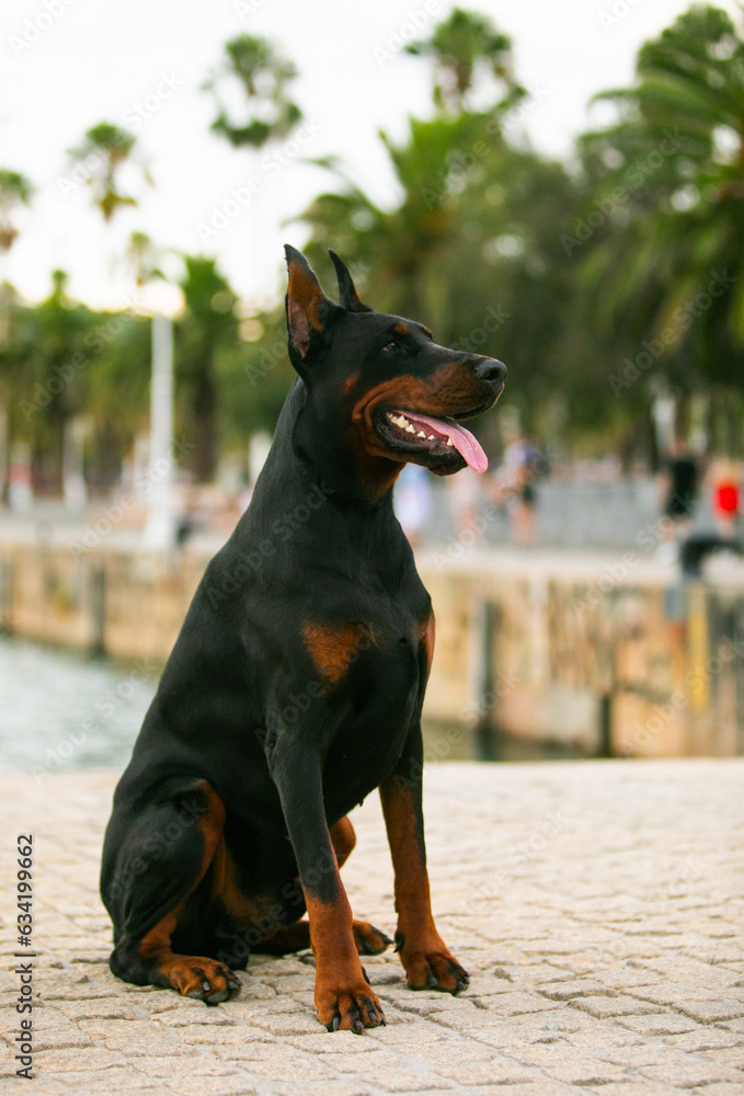 Doberman Pinscher, dog obedience in the park
