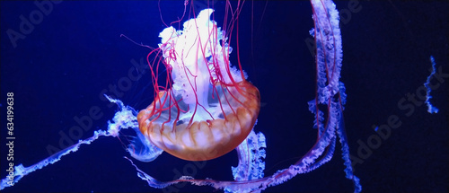 すみだ水族館のくらげ