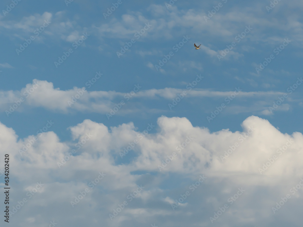 Bird in the Sky Bird in the Sky
