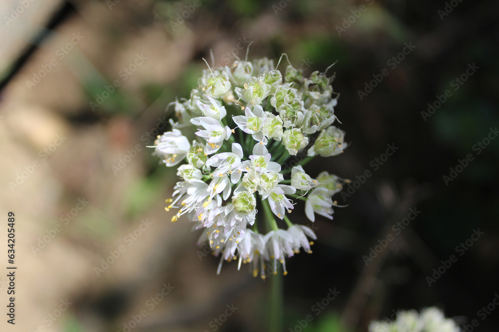 Nodding onion wildflower at Dam Number 4 Woods in Park Ridge, Illinois Nodding onion wildflower at Dam Number 4 Woods in Park Ridge, Illinois