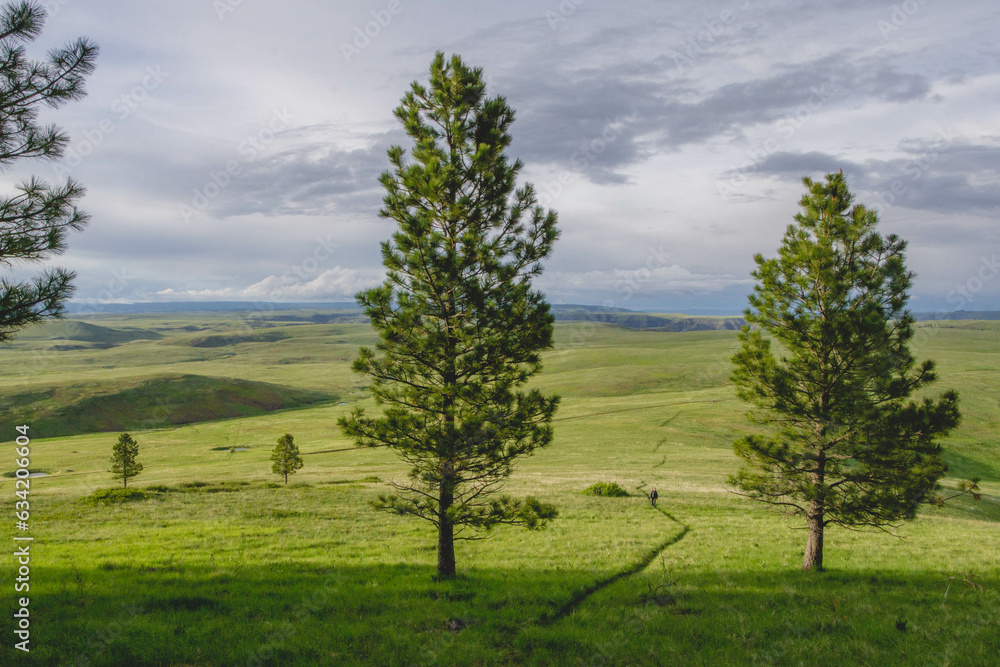 Walking through grasslands