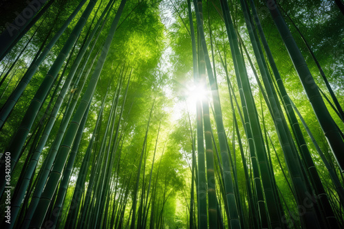 Serene Aerial View of a Lush Bamboo Grove with Sunrays Filtering Through the Canopy, Creating a Tranquil Paradise